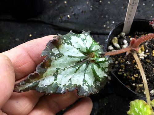 B. ‘Rurishhijimi’